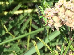 Odontomyia cincta