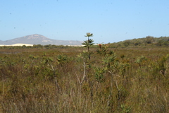 Melaleuca glauca
