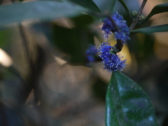 Memecylon umbellatum