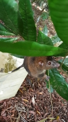 Pseudochirulus herbertensis