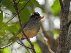 Catharus mexicanus