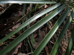 Zamia loddigesii
