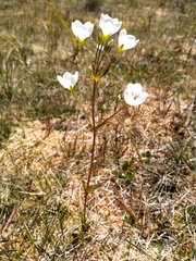 Gentianella montana montana