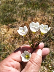 Gentianella montana montana