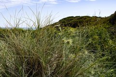 Spinifex longifolius