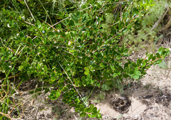 Alyxia buxifolia