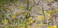 Acacia rostellifera
