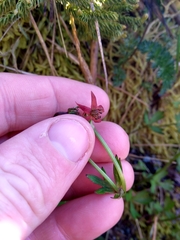 Anemonastrum tenuicaule