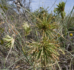 Spinifex longifolius
