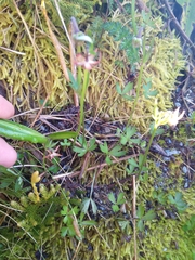 Anemonastrum tenuicaule