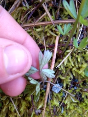 Anemonastrum tenuicaule