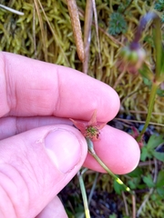 Anemonastrum tenuicaule