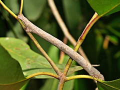 Scioglyptis lyciaria