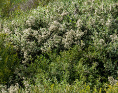 Spyridium globulosum