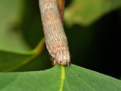 Scioglyptis lyciaria