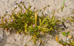 Calandrinia brevipedata