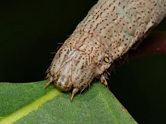 Scioglyptis lyciaria