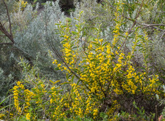 Acacia cochlearis