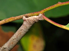 Scioglyptis lyciaria