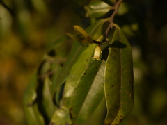Diospyros angustifolia