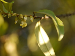 Diospyros angustifolia