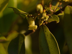 Diospyros angustifolia