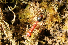 Myrmecia regularis