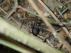 Myriochila semicincta