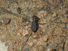 Myriochila semicincta