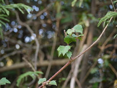 Hibiscus hispidissimus