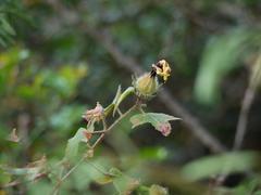 Hibiscus hispidissimus