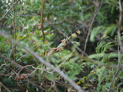 Hibiscus hispidissimus