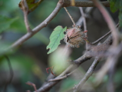 Hibiscus hispidissimus