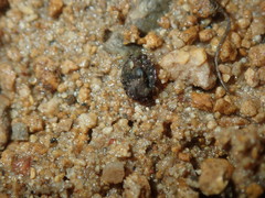 Ochterus