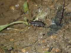 Myriochila semicincta