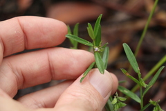 Polygala triflora