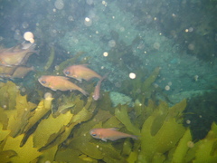 Pempheris klunzingeri