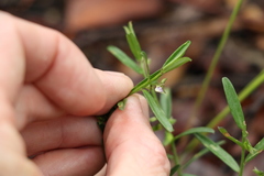 Polygala triflora