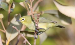 Zosterops luteus
