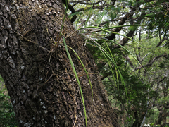 Brassavola cucullata