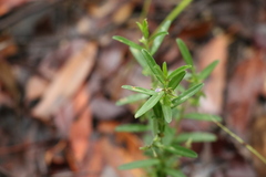 Polygala triflora