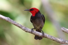 Myzomela erythrocephala