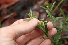 Polygala triflora