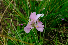 Moraea ardesiaca