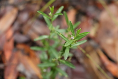 Polygala triflora