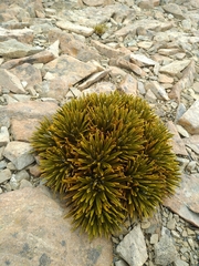 Aciphylla dobsonii