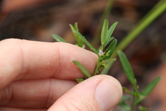 Polygala triflora
