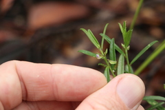 Polygala triflora