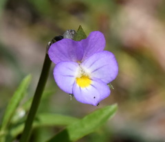 Viola hymettia