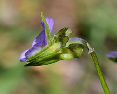 Viola hymettia
